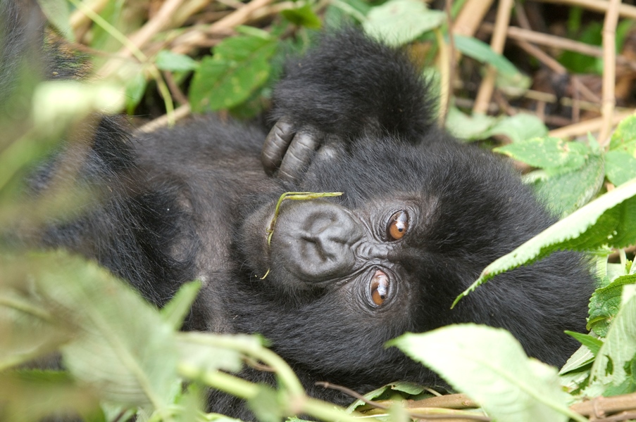Gorillas & Golden Monkeys