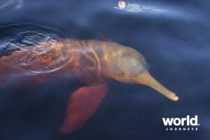 Pink River Dolphin