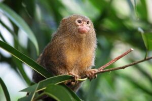 Pygmy Marmoset