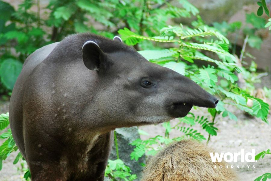 Tapir