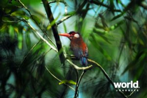 woodcreeper