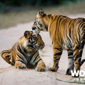 Bandhavgarh Tiger Quest
