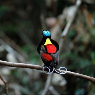 Bird of Paradise