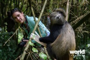 Bisate Golden Monkey