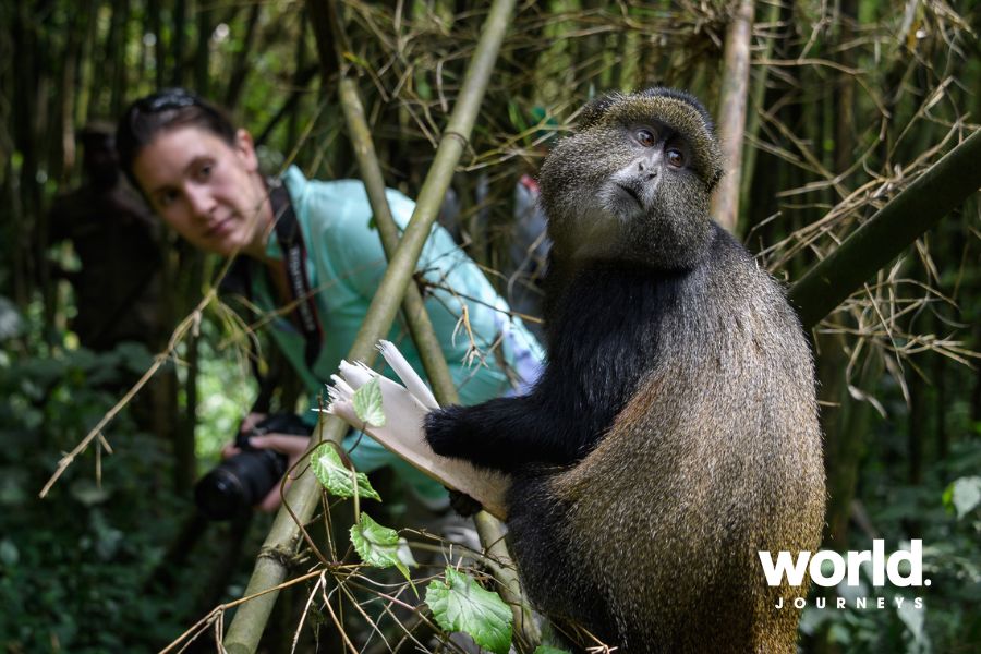 Bisate Golden Monkey