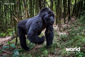 Bisate Gorilla