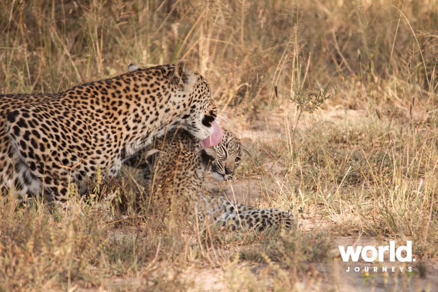 Chitwa Chitwa leopard cub