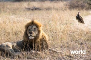 Chitwa Chitwa lion