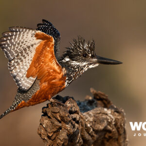 Kingfisher, Chobe