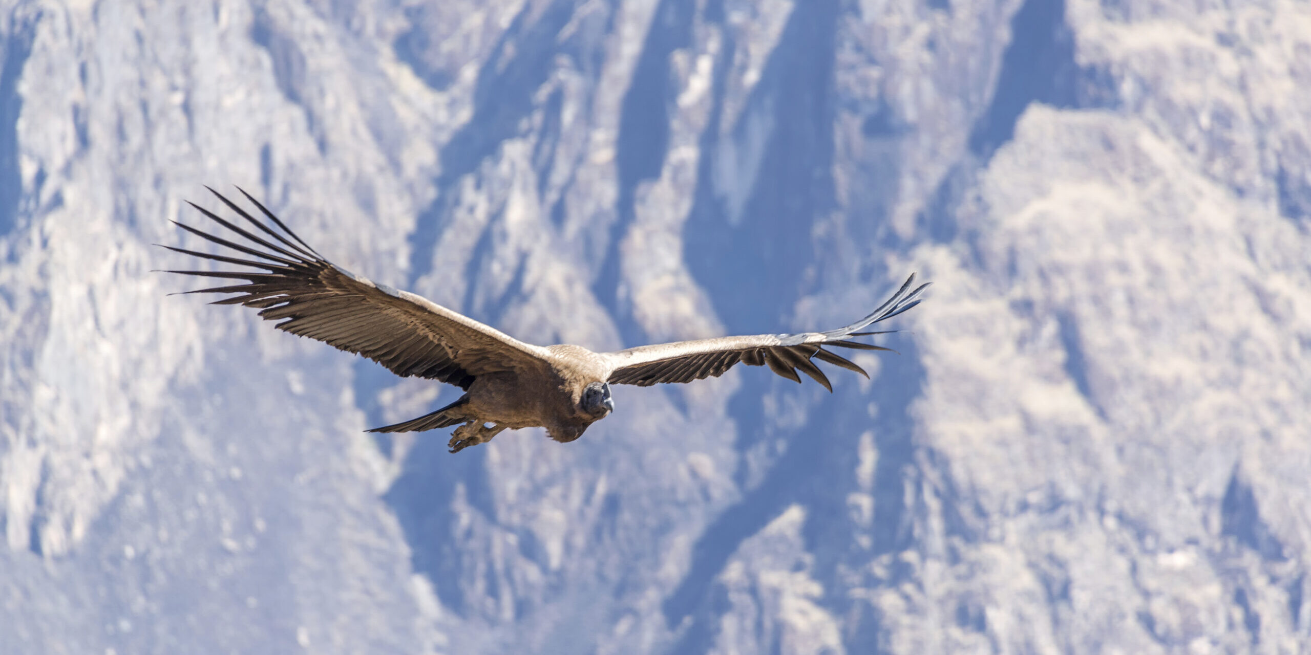 Colca Canyon, Peru, South America
