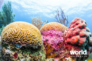 Coral Reef, Belize