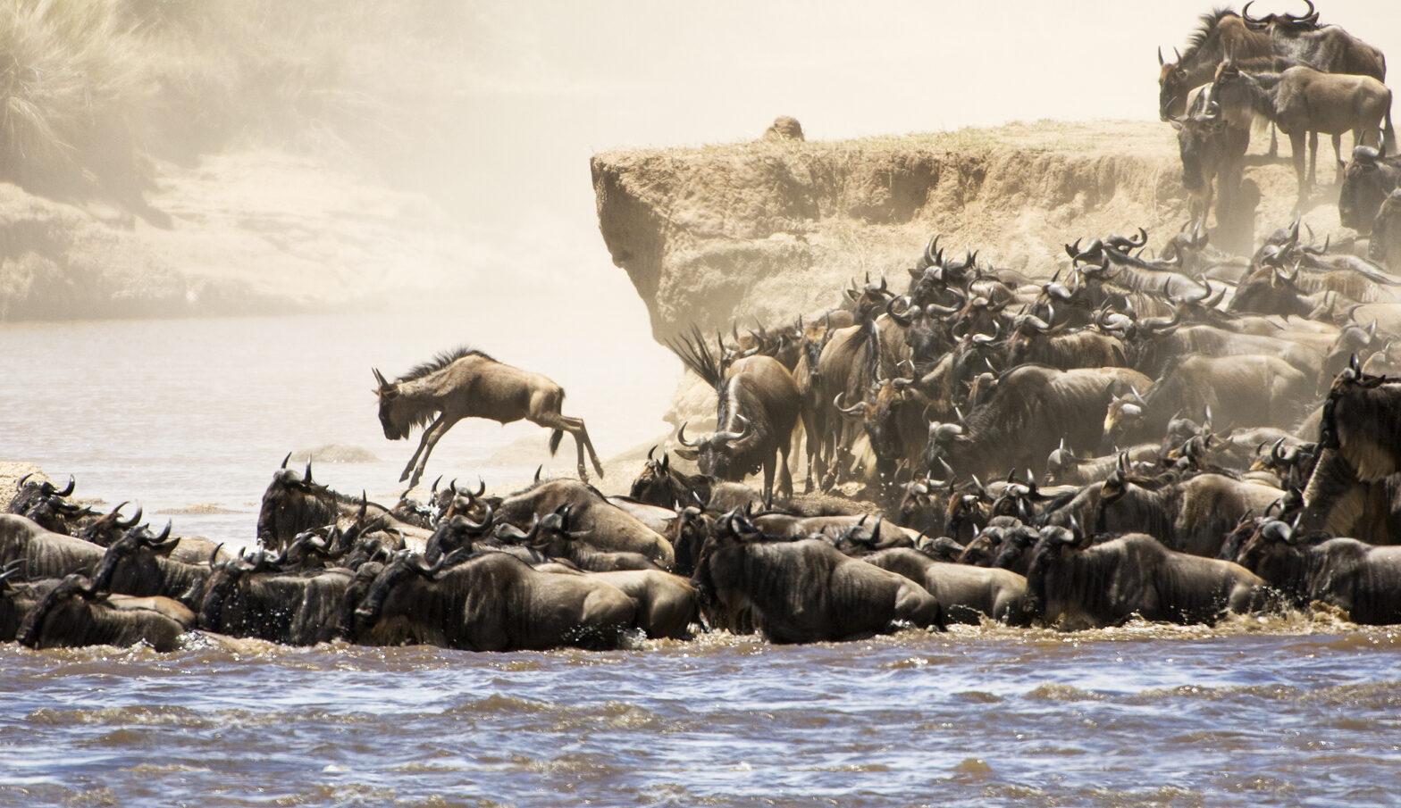 Wildebeest of the Great Migration, Tanzania