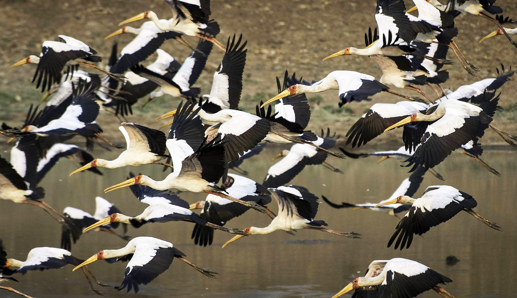 Flying flock of storks, Zambia