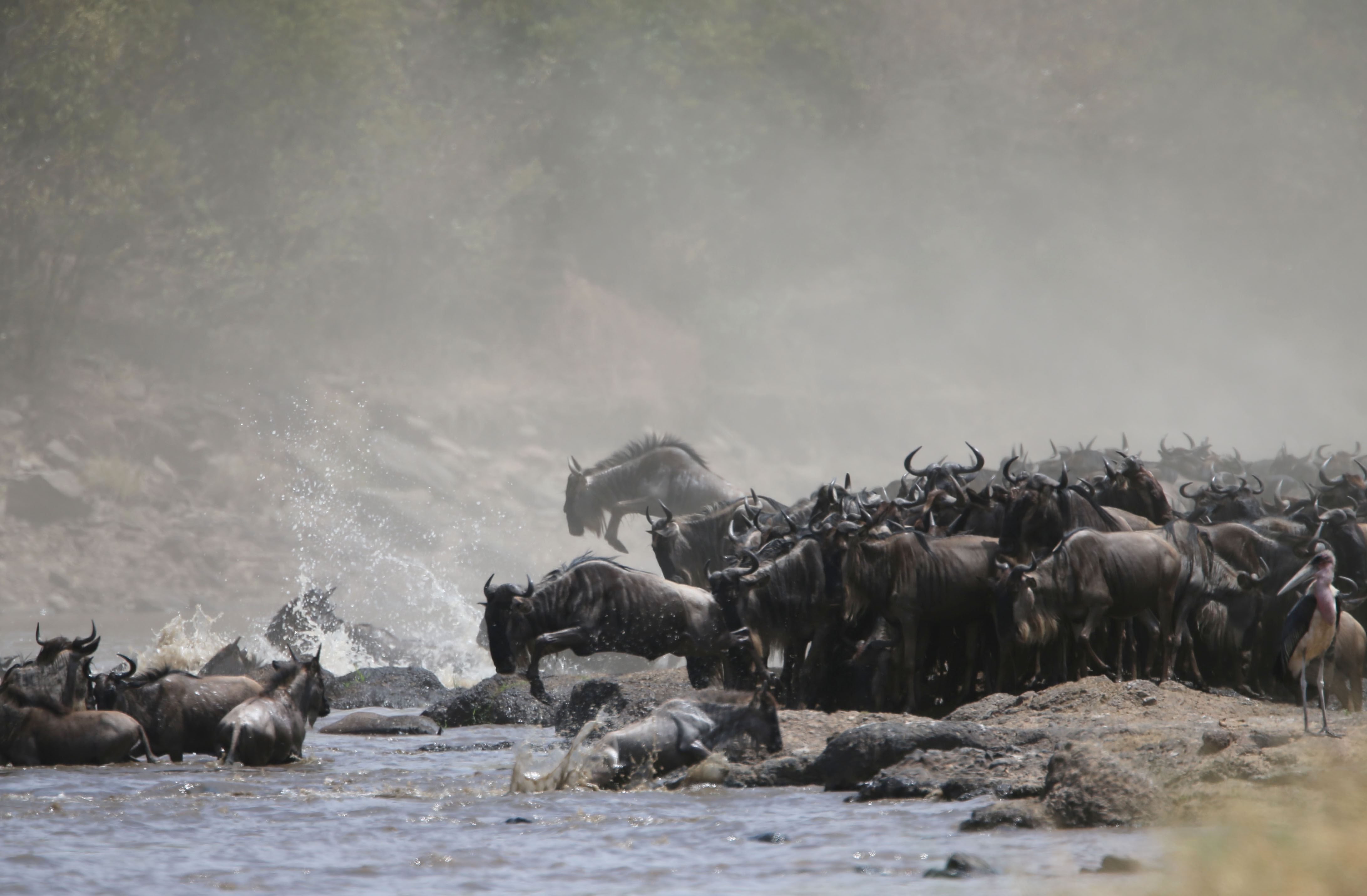 Tanzania Migration