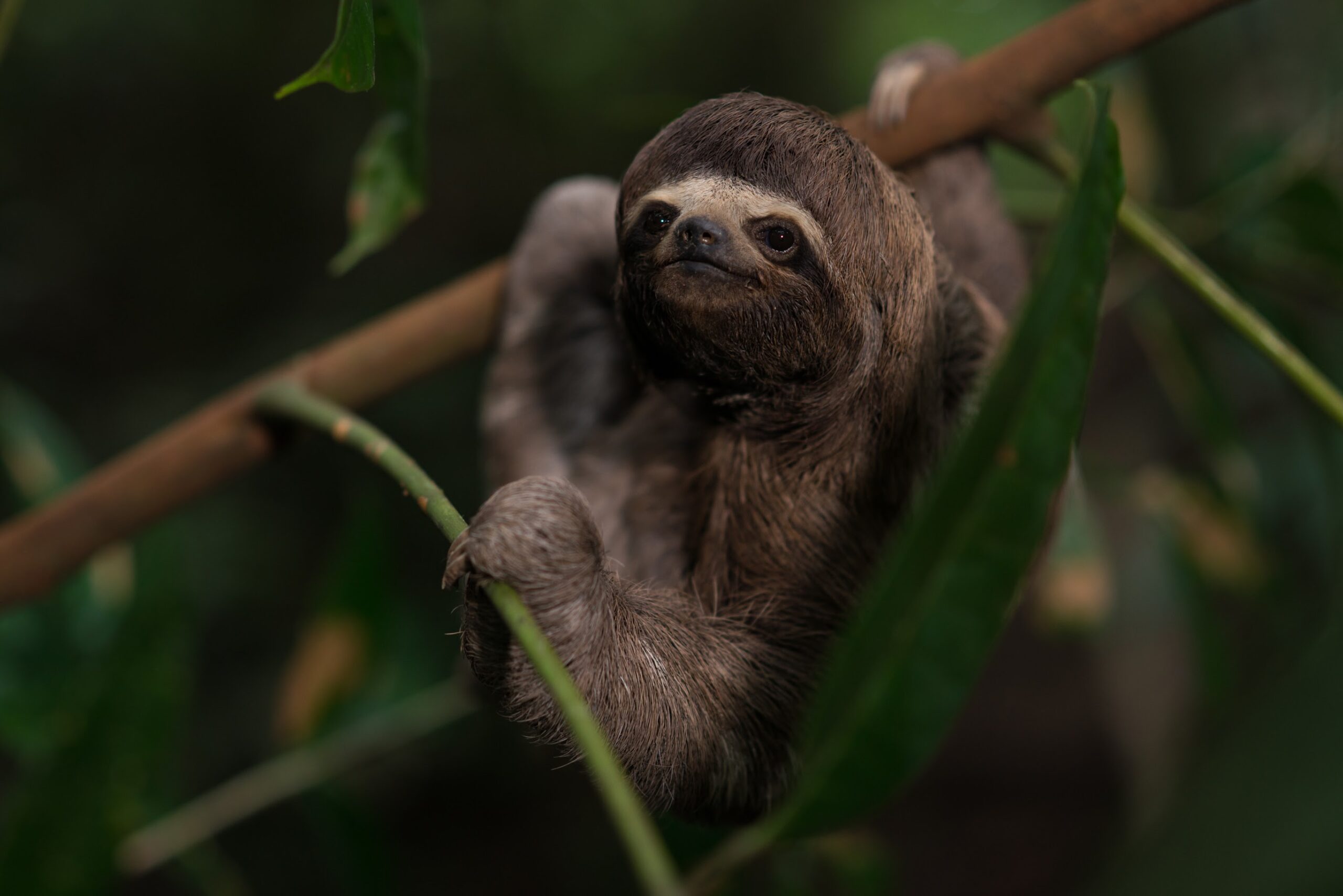 Peruvian Amazon, Sloth