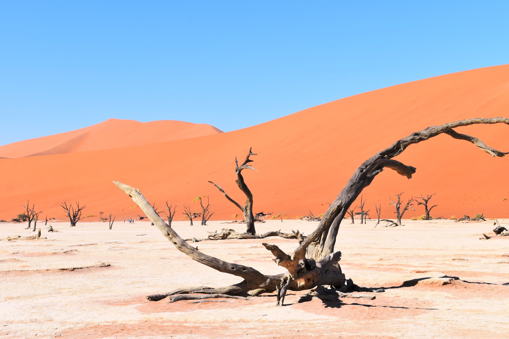 Ultimate Namibia Safari