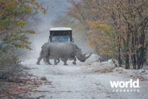 Encounter by Ongava - rhino