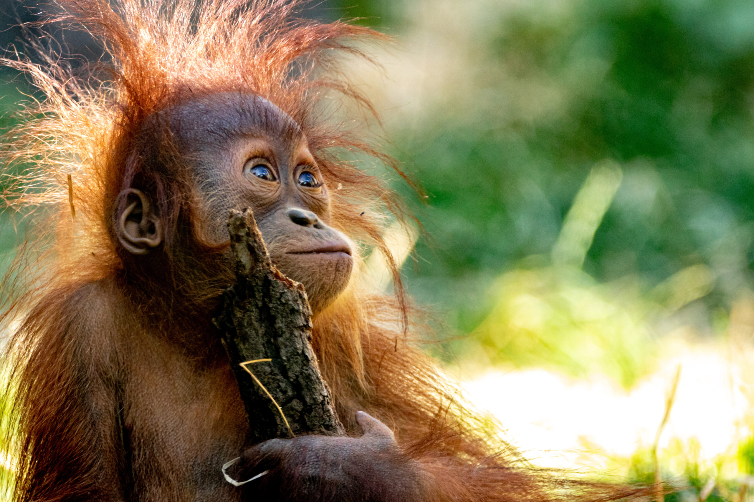 Sarawak Cultural Discovery & Mulu Adventure