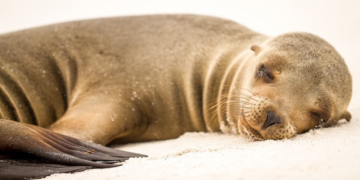 Galapagos Island Hopping