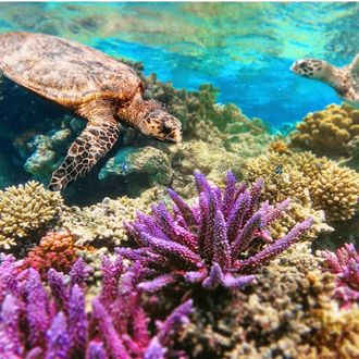 Hawkbill turtles