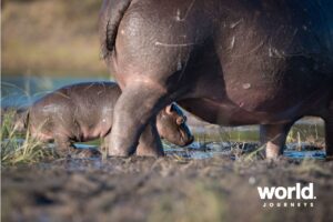 Hippo mum and young Chobe