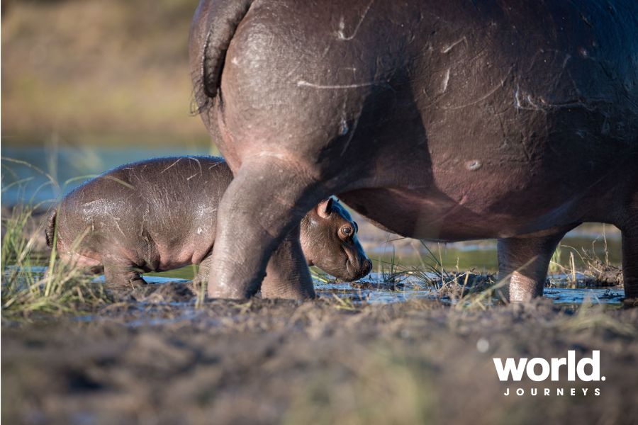 Hippo mum and young Chobe