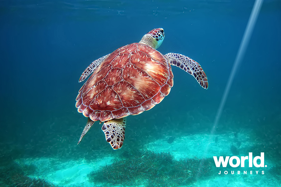 Hol Chan Nat Park Belize, scuba diving with turtles