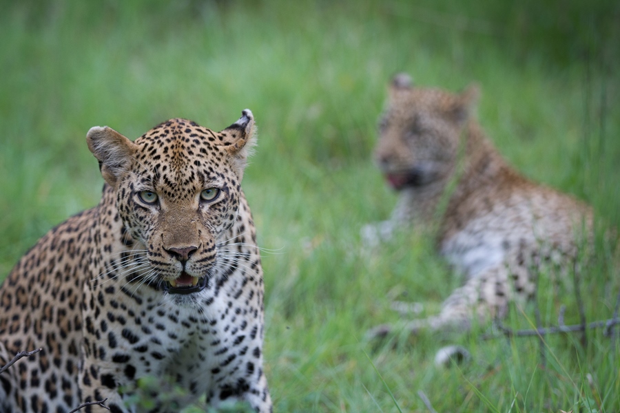 Londolozi Private Game Reserve