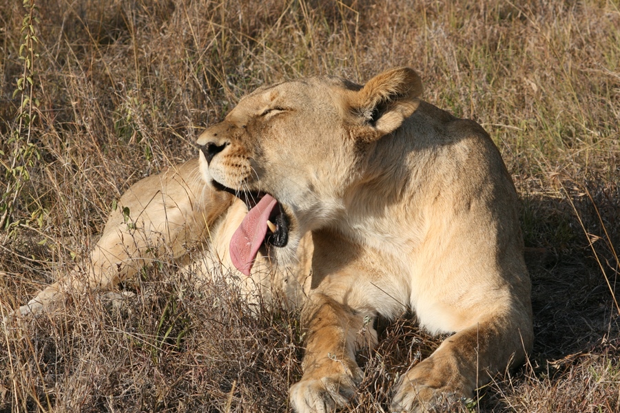 Best of East Africa