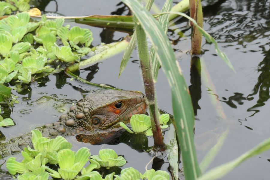 Amazon Cruise - Zafiro