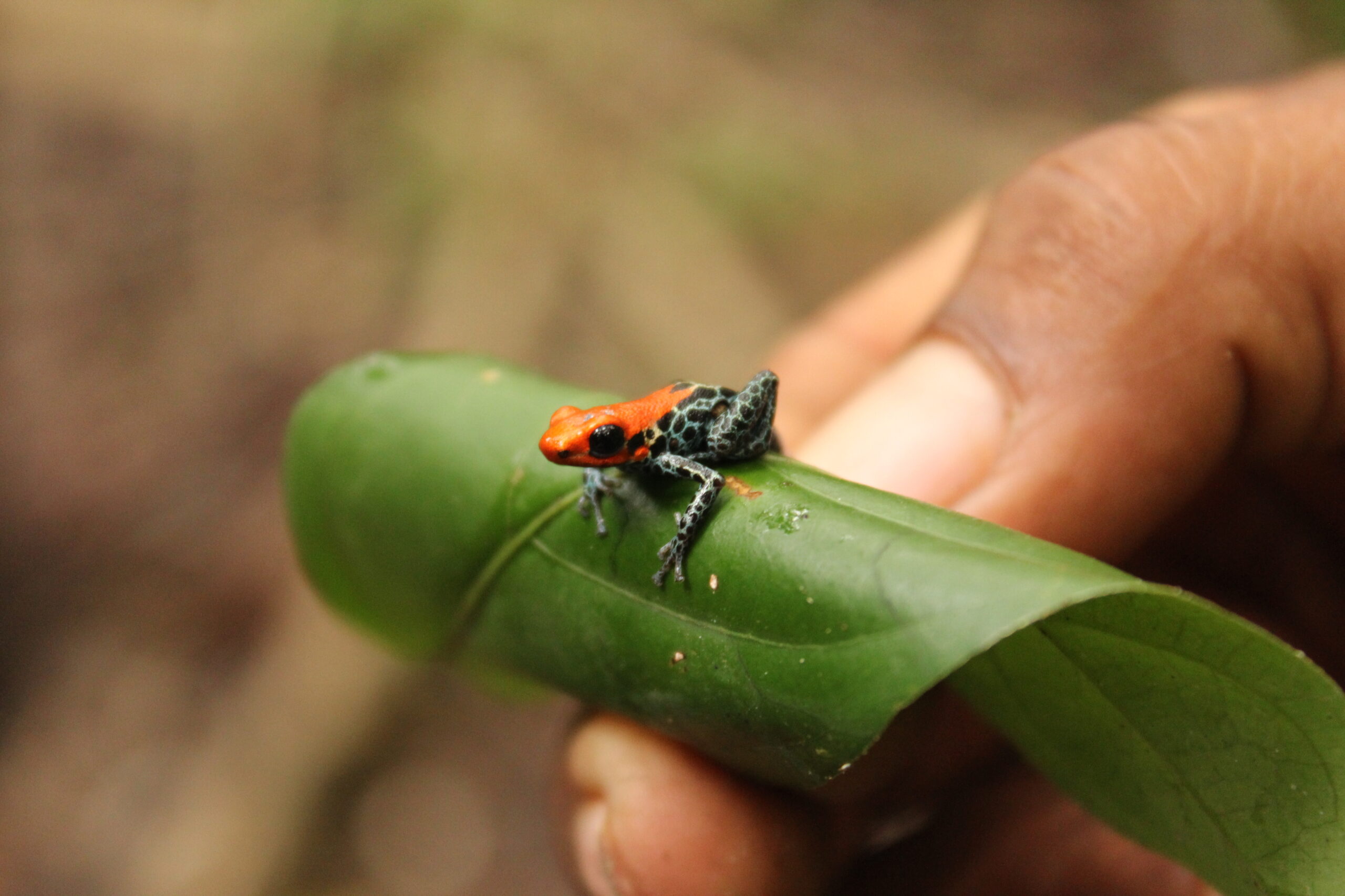 Amazon Cruise - La Perla