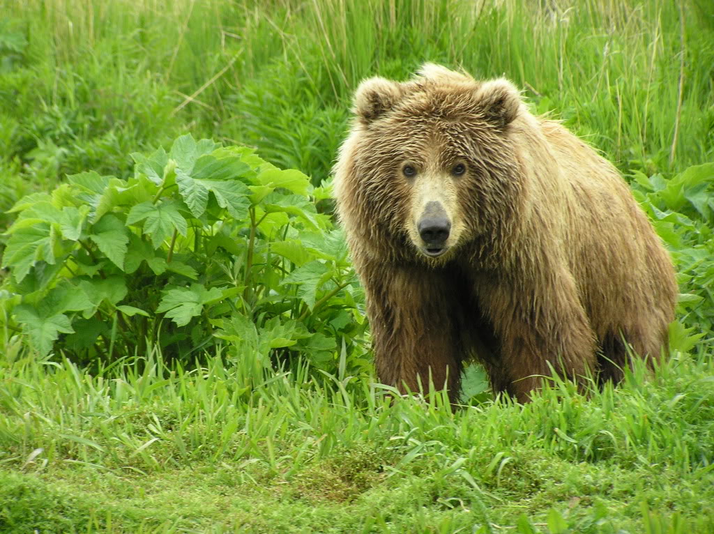 Kodiak Brown Bear Center