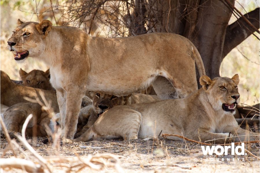 Lions Okavango