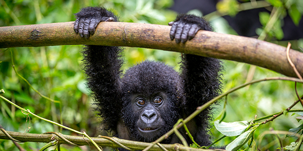 Lowland gorilla, Congo