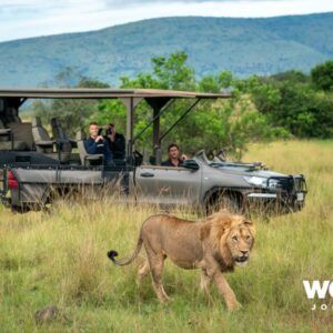 Magashi game drive lion
