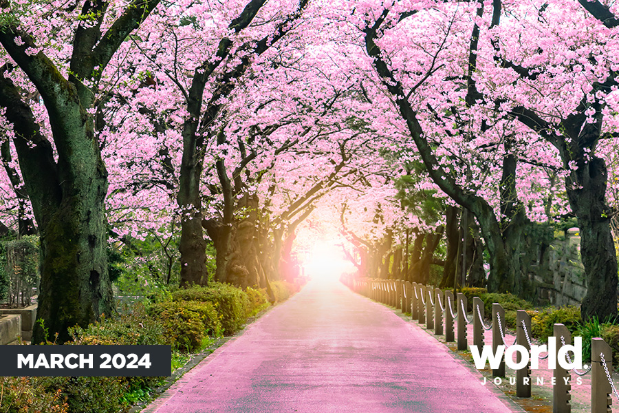 Cherry Blossom Japan March 2024