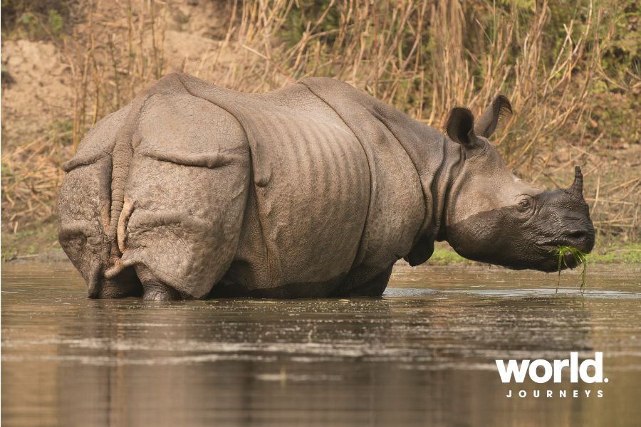 Meghauli Serai Rhino