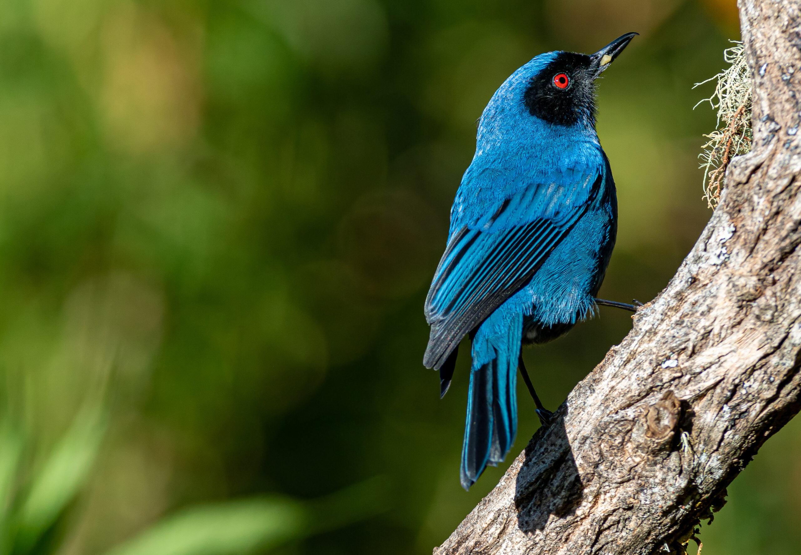 Birding and Wildlife Odyssey
