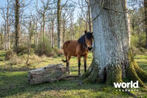 New Forest Pony