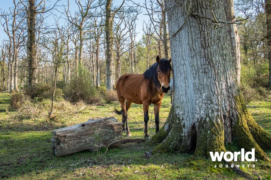 New Forest Pony