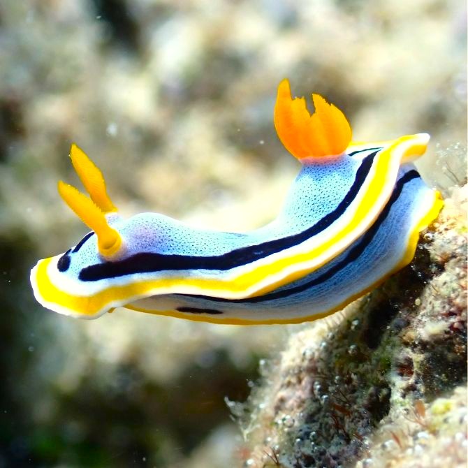 Nudibranch