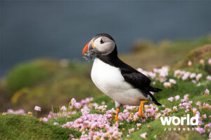 Puffin