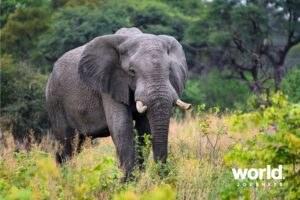 Qorokwe elephant