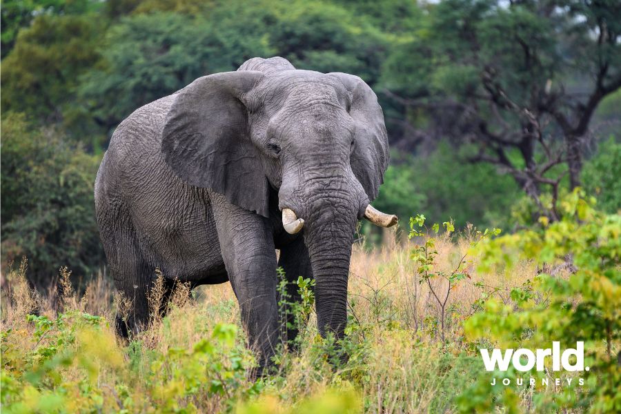Qorokwe elephant