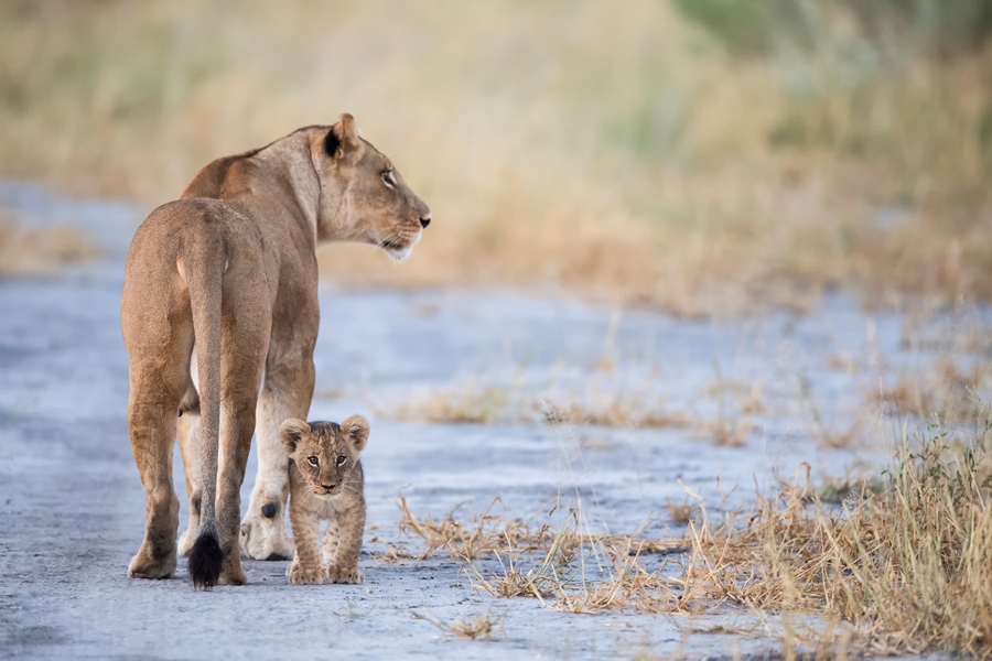 Okavango & The Linyanti