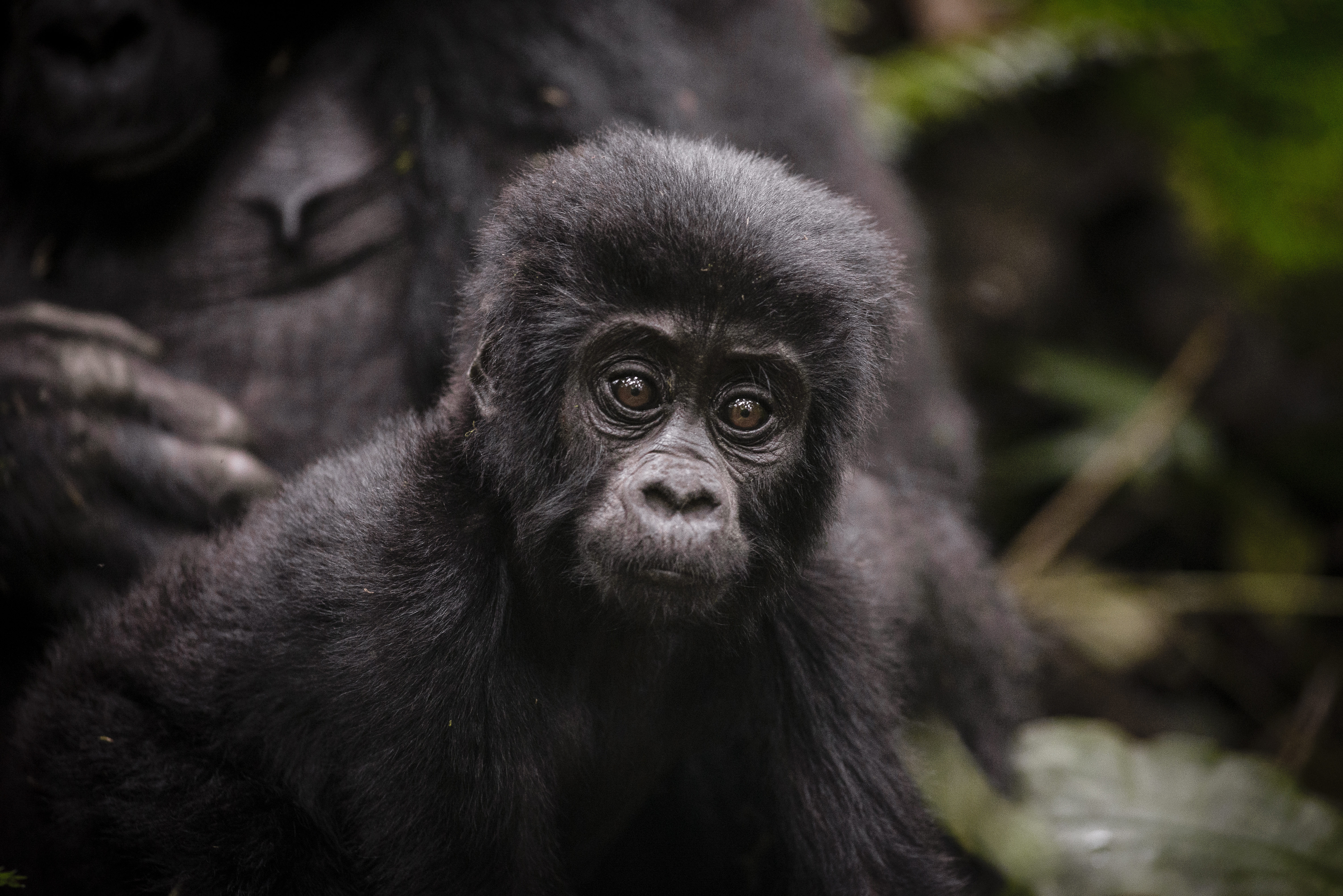 Magic of the Mountain Gorillas