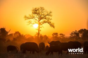 Sabi Sabi Buffalo