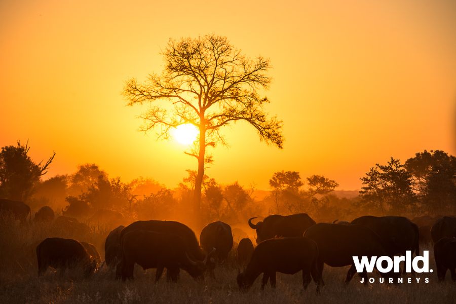 Sabi Sabi Buffalo