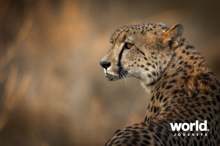 Sabi Sabi Cheetah
