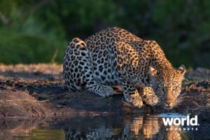 Sabi Sabi leopard